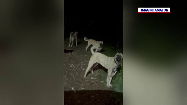 Șase câini din rasa Kangal au fost găsiți morți la o stână din Arad. Polițiștii au deschis o anchetă