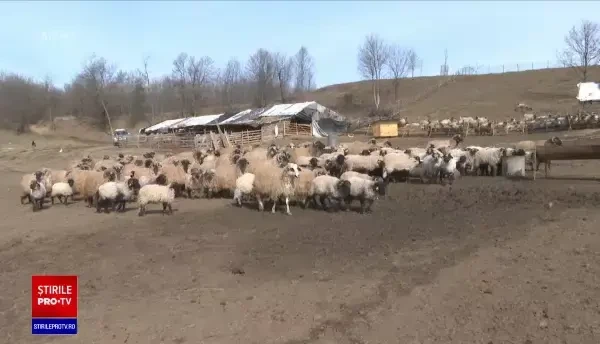 Șase câini din rasa Kangal au fost găsiți morți la o stână din Arad. Polițiștii au deschis o anchetă