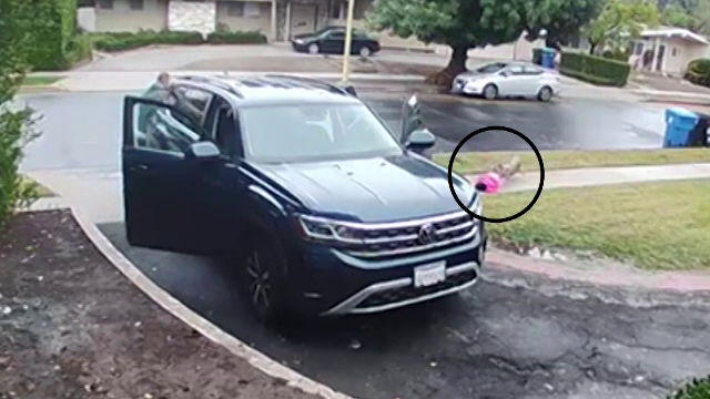 O fetiță de doi ani a ajuns de urgență la spital, după ce a fost atacată de un coiot