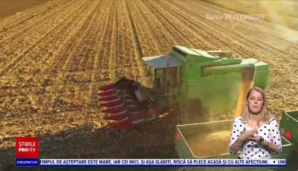 Seceta a înjumătățit recolta de porumb a României. Cât mălai consumă un român
