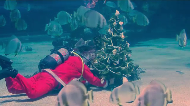 Un altfel de brad de Crăciun. Pom festiv împodobit sub apă de o echipă de scafandri