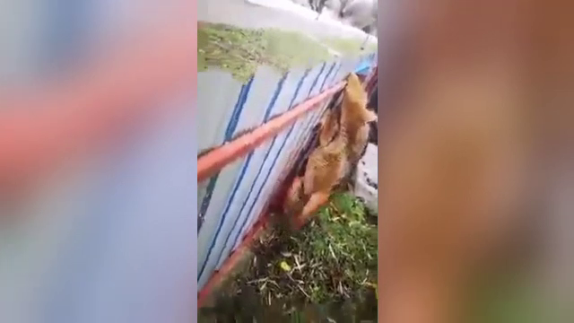 Șacalii s-au înmulțit în Delta Dunării. Ministerul Mediului a aprobat folosirea capcanelor pentru prinderea lor