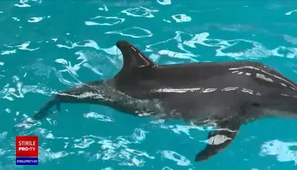 Primul pui de delfin născut în captivitate, așteptat la Delfinariul din Constanța. Se fac ultimele pregătiri