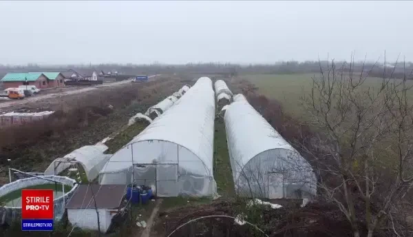 Legumele și rădăcinoasele românești, tot mai căutate. Statul îi ajută cu bani pe fermierii care vor să le cultive