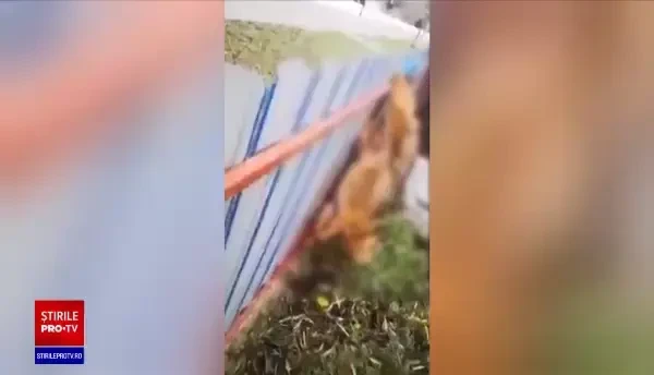 Șacalii s-au înmulțit în Delta Dunării. Ministerul Mediului a aprobat folosirea capcanelor pentru prinderea lor