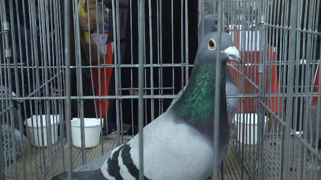 Expoziție de porumbei la Moreni, în județul Dâmbovița. Cele mai frumoase și rapide exemplare pot fi admirate weekendul acesta