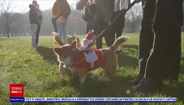 Zeci de căței din rasa corgi au fost prezenți la adunarea din fața palatului Buckingham. Evenimentul se organizează anual