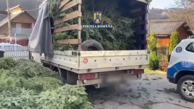 Două tone de crengi de brad au fost confiscate după ce polițiștii au oprit în trafic în trafic un camion