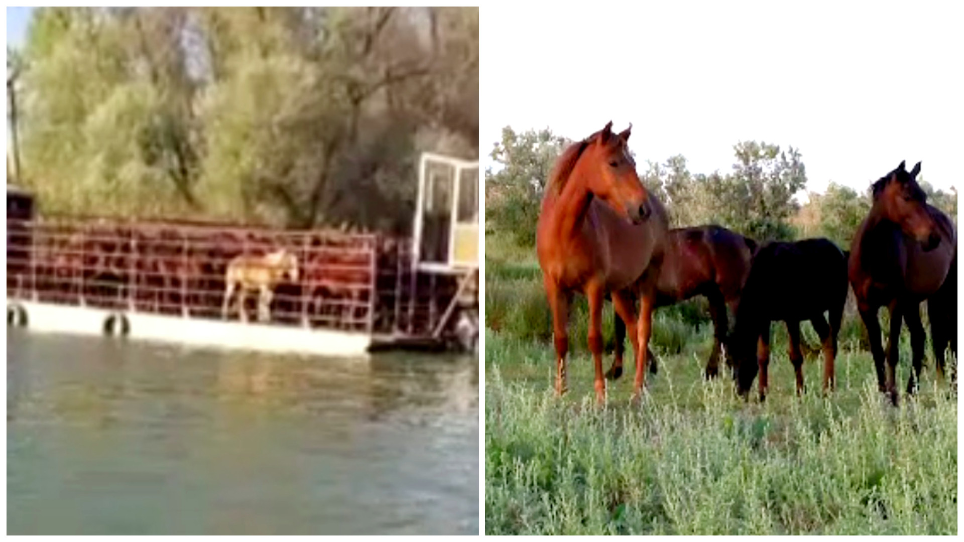 Anchetă în Delta Dunării. Sute de cai sălbatici ar fi trimiși la abator. Imaginile surprinse pe brațul Sfântu Gheorghe