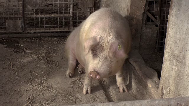 Medicii veterinari verifică vânzările de porci din mediul online pentru a împiedica comerțul ilegal