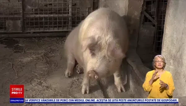 Medicii veterinari verifică vânzările de porci din mediul online pentru a împiedica comerțul ilegal