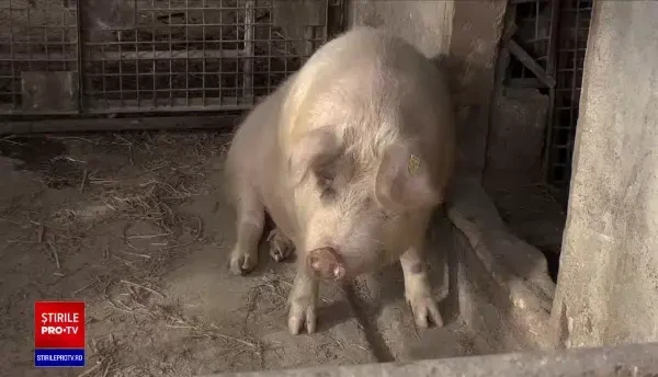 Medicii veterinari verifică vânzările de porci din mediul online pentru a împiedica comerțul ilegal