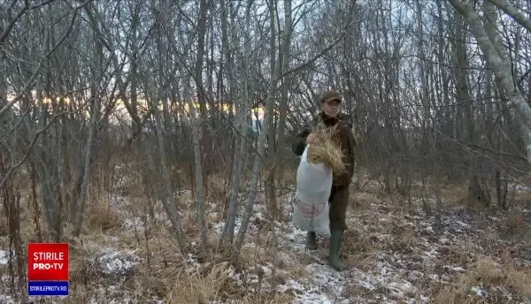 Administratorii fondurilor de vânătoare încep să ducă hrană în pădure pentru a ajuta animalele sălbatice să supraviețuiască