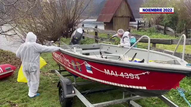 Este focar de gripă aviară la Piatra Neamț. 28 de lebede moarte descoperite în ultima lună