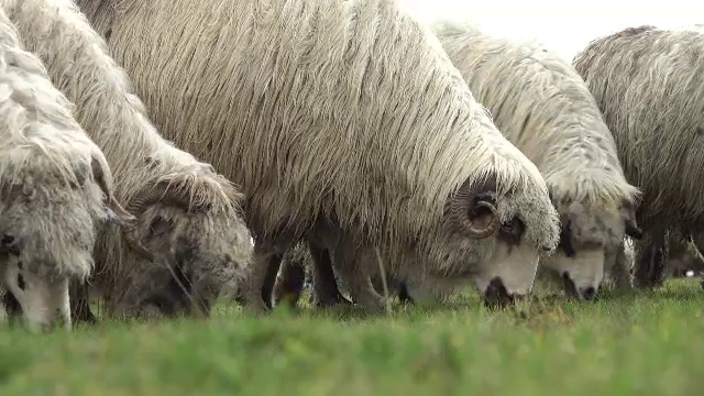 Ministerul Agriculturii vrea să reia, după doi ani, programul „Lâna”. Ciobanii ar putea primi de două ori mai mulți bani