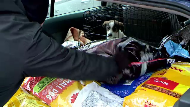 Animalele din adăposturi suferă din cauza frigului. Sute de oameni s-au mobilizat pentru a ajuta