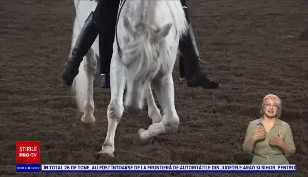 „Frumoasa din pădurea...Romsilva”. Caii au făcut spectacol la herghelia din Târgu Mureș