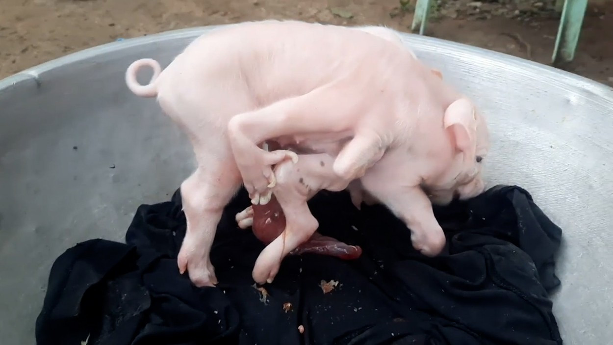 Un porc bizar, cu opt picioare, s-a născut în Filipine. Ce spun medicii veterinari despre creatură