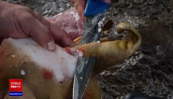 Gospodarii români au pregătit ceaunele și afumătorile pentru Ignat. Porcii au fost sacrificați pentru Crăciun