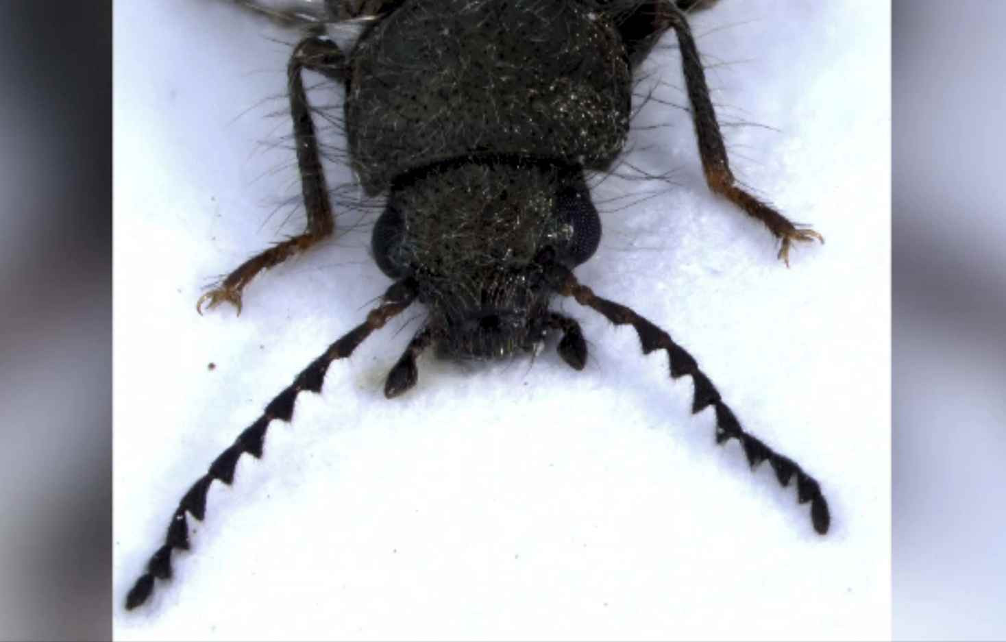 Insecta cu păr, unică în România, descoperită la Agigea. Are un nume complet neobișnuit