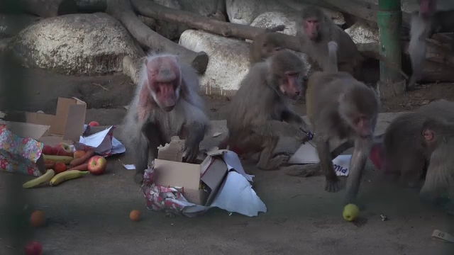 Crăciunul, sărbătorit la grădina zoologică din Ploiești. Animalele au primit deja cadourile
