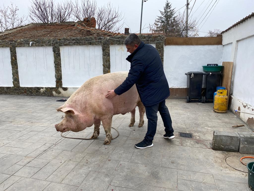 Cel mai mare porc din România a fost sacrificat în Craiova. Marcel cântărea 714 kilograme