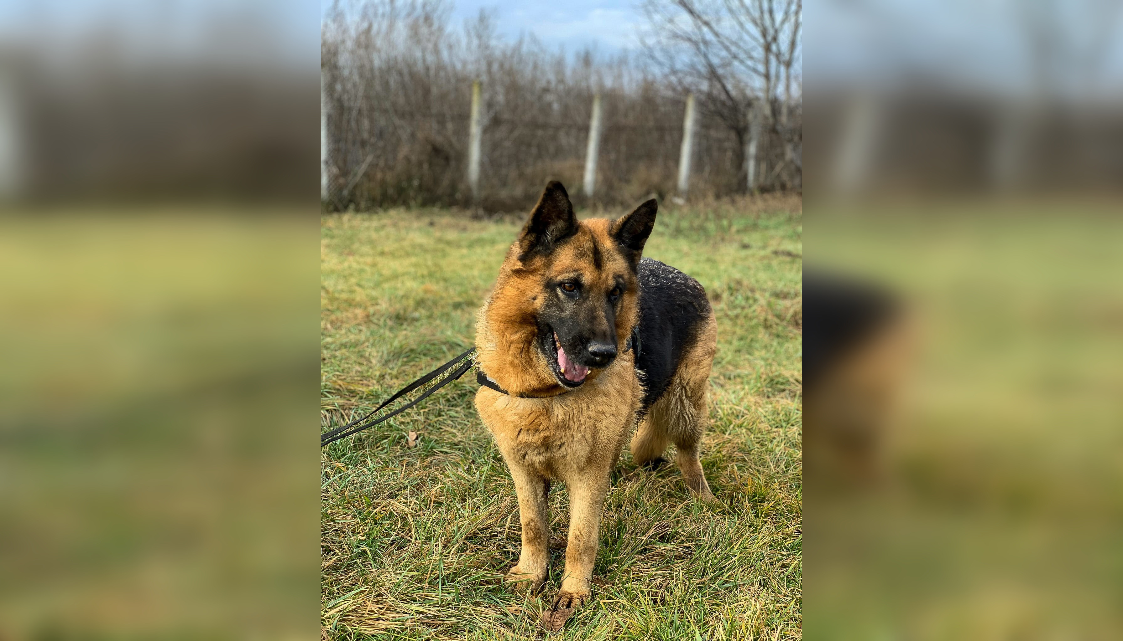 O cățelușă scoasă la pensie de Jandarmerie își caută o nouă casă