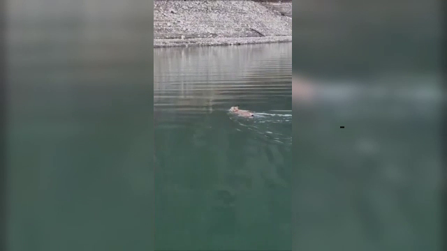 Imagini rare cu un râs care înoată. Animalul a traversat lacul Bicaz