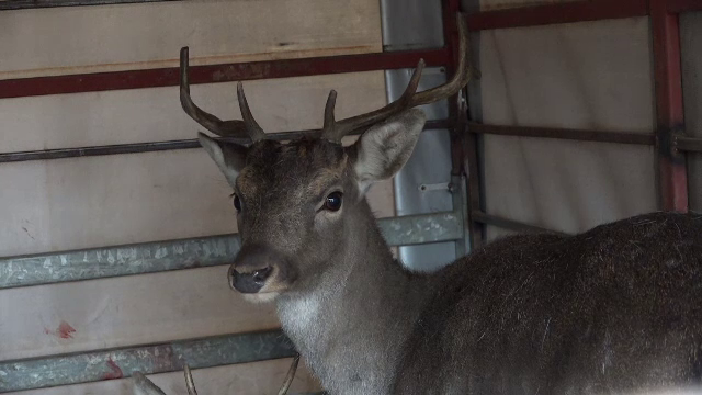 Pădurile din Alba vor fi repopulate cu cerbi lopătari. Primele animale au fost aduse din Mureș