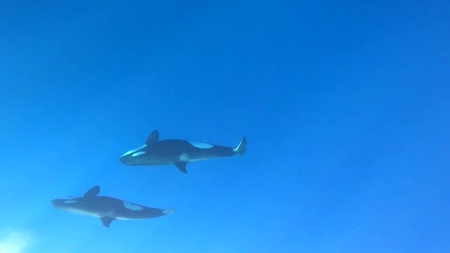 Surpriză de proporții pentru un pescar care a ieșit cu Barca în sudul Mării Caraibelor. S-a trezit înconjurat de orci