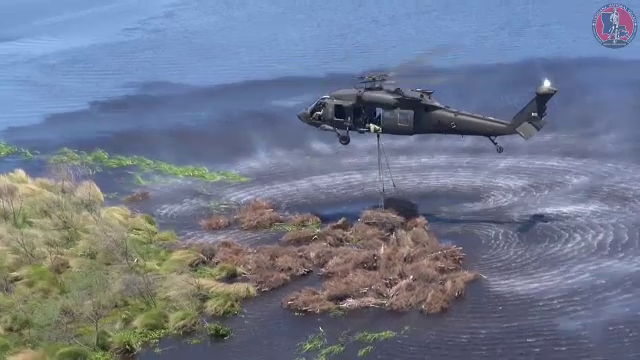 Brazii de Crăciun, folosiți pentru reconstruirea eco-sistemelor de la malul apelor, într-un oraș din Louisiana