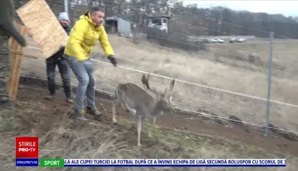 Pădurile din Alba vor fi repopulate cu cerbi lopătari. Primele animale au fost aduse din Mureș