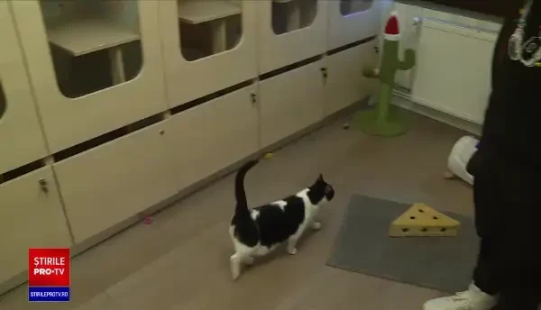 Unde putem lăsa animalele de companiei dacă suntem plecați de sărbători. O noapte de cazare porneşte de la 59 de lei