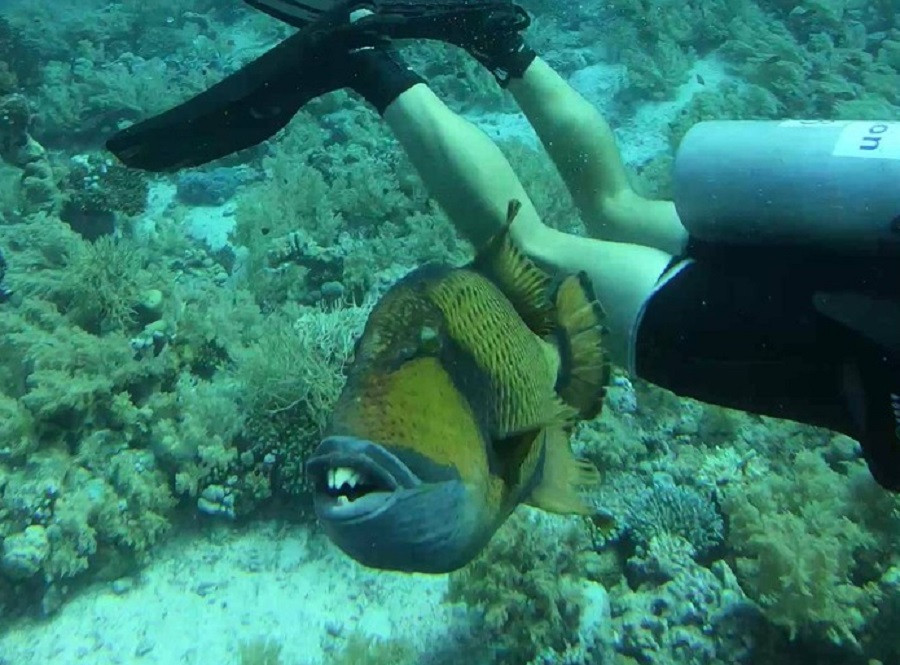 Întâmplare șocantă în Egipt. Un pește cu "dinți umani" a atacat un bărbat care făcea scufundări