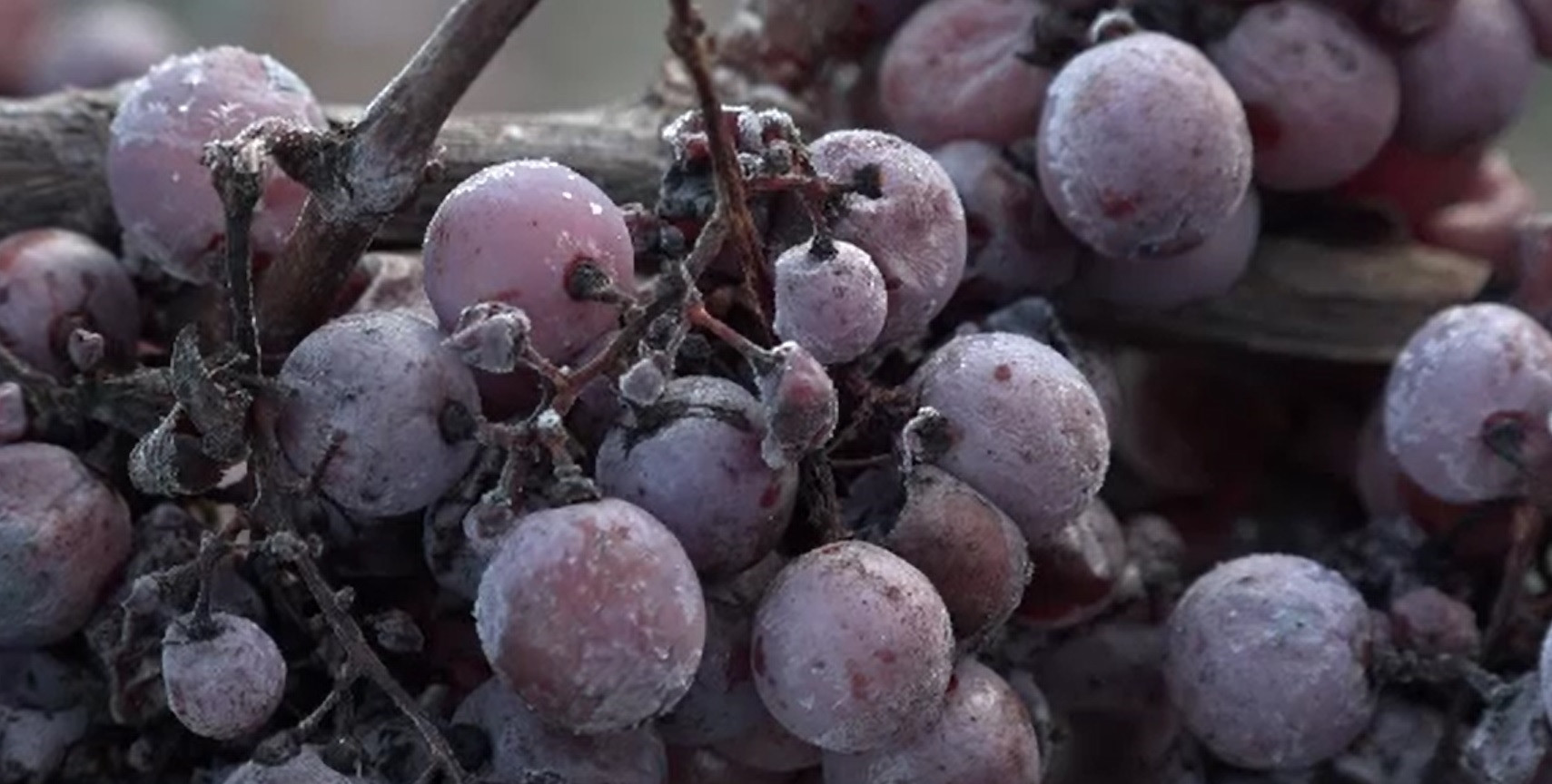 A început culesul strugurilor pe ger, pentru vinul de gheață. O sticlă de 300 de ml se vinde cu aproape 60 de euro