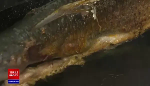 Cherhanalele de la malul mării s-au deschis în a doua zi de Crăciun. Mulți români au ales să se răsfețe cu produse pescărești