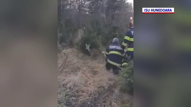 Misiune neobișnuită pentru pompierii din Hunedoara, de Crăciun. Au salvat un pui de căprioară care a căzut într-un pârâu