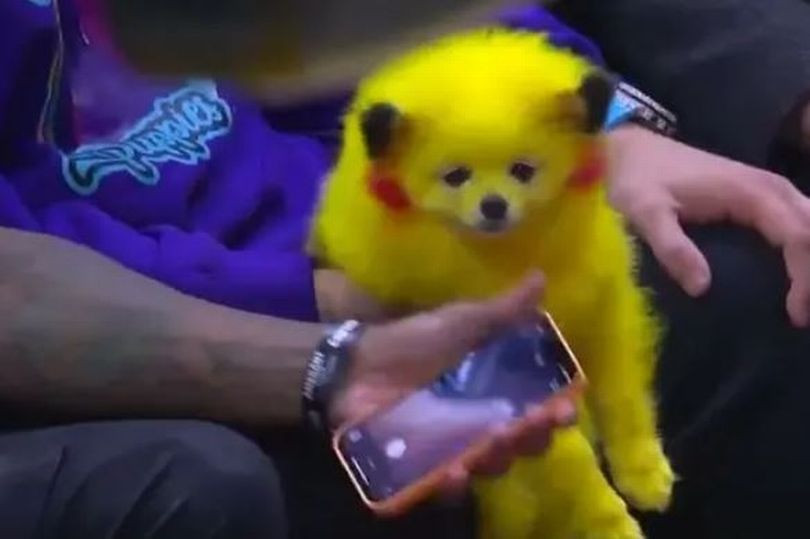 Un bărbat și-a vopsit câinele ca să arate precum Pikachu. Imaginile au stârnit un val de reacții negative. VIDEO
