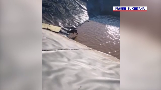 Misiune mai puțin obișnuită a pompierilor militari orădeni. Aceștia au fost chemați să salveze o căprioară dintr-un bazin