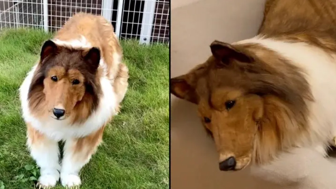 Un bărbat a cheltuit o avere pentru a deveni câine. De ce se teme cel mai mult după marea „transformare”