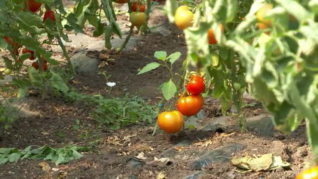 Programul ”Tomata” va continua și în 2023. Câți bani primesc de la stat agricultorii pentru a cultiva roșii