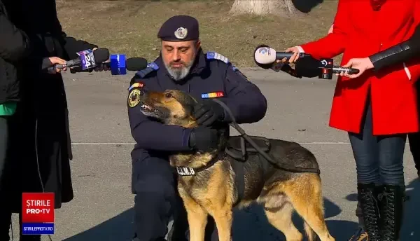 Cum putem proteja animalele de companie de zgomotele din noaptea de Revelion. Ce boli riscă și ce sfaturi oferă specialiștii