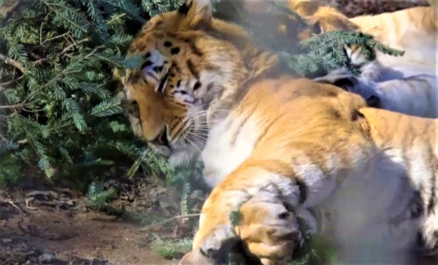 Felinele unei grădini zoologice din SUA au primit brazi de Crăciun reciclați. Ce efect au avut asupra lor