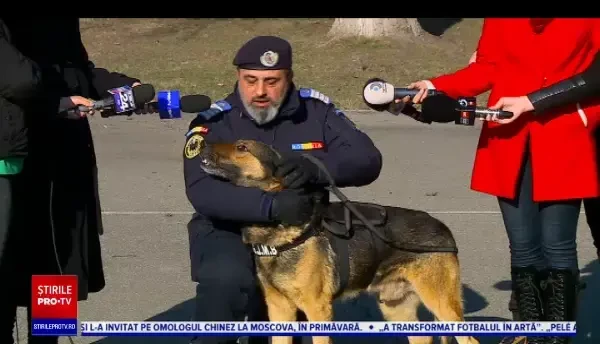 Cum putem proteja animalele de companie de zgomotele din noaptea de Revelion. Ce boli riscă și ce sfaturi oferă specialiștii