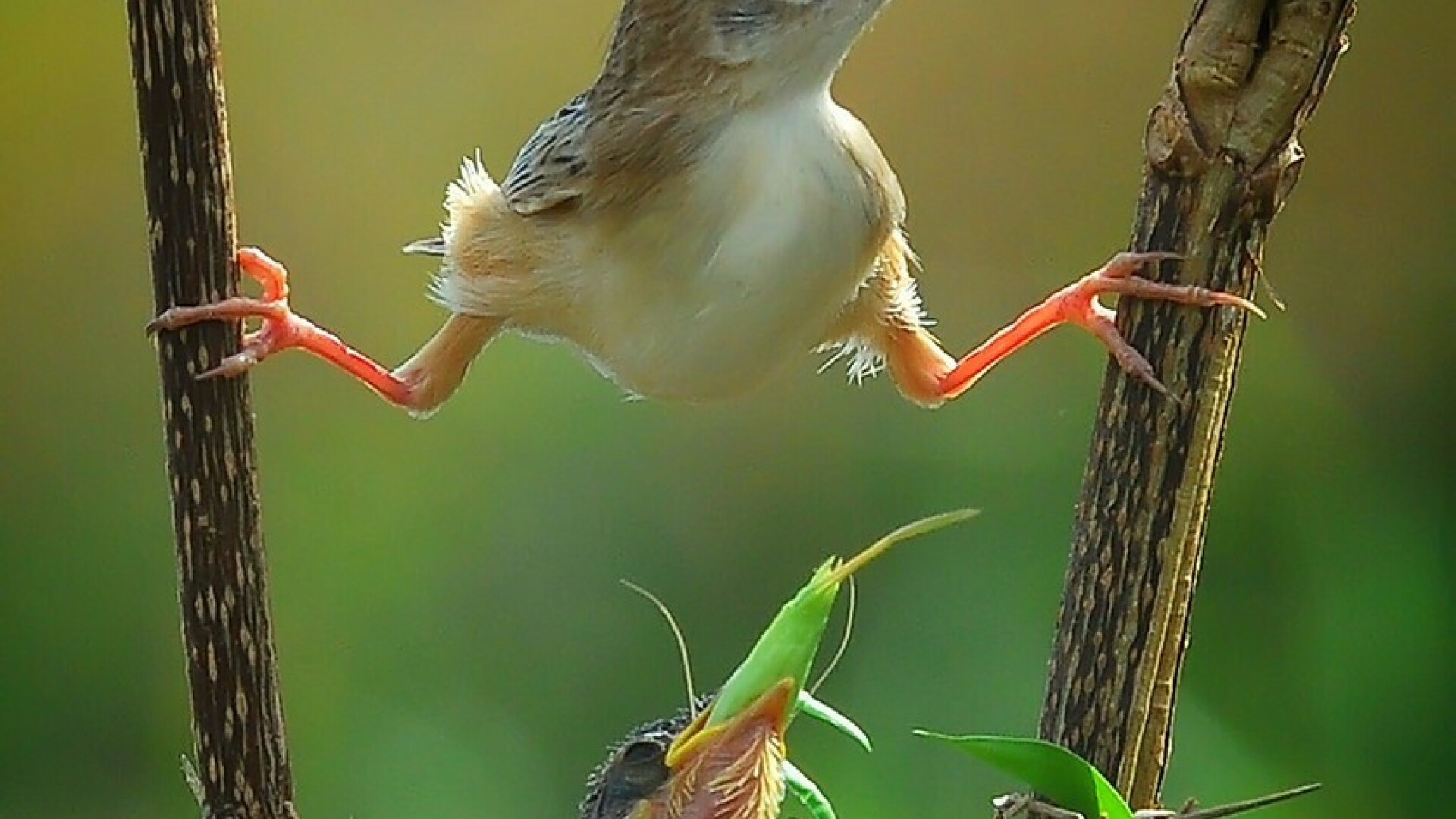 Bilanțul celor mai adorabile animale. Imagini inedite surprinse în natură | GALERIE FOTO