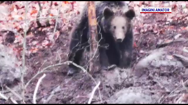 Un pui de urs a fost rănit grav și un lup a murit după ce au fost prinși în capcane improvizate, în Mureș