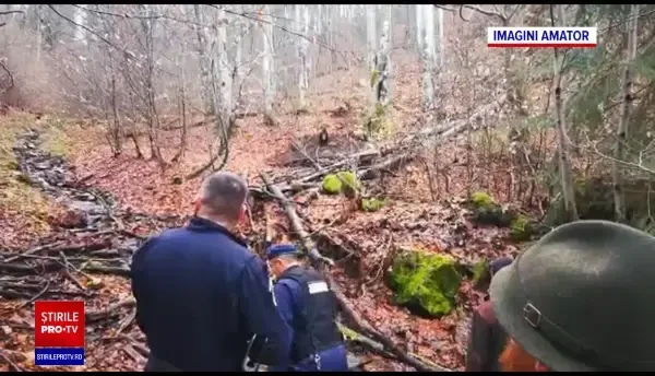 Un pui de urs a fost rănit grav și un lup a murit după ce au fost prinși în capcane improvizate, în Mureș