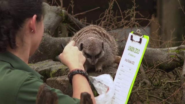 Recensământul animalelor de la grădina zoologică din Londra. Întregul proces durează câteva zile