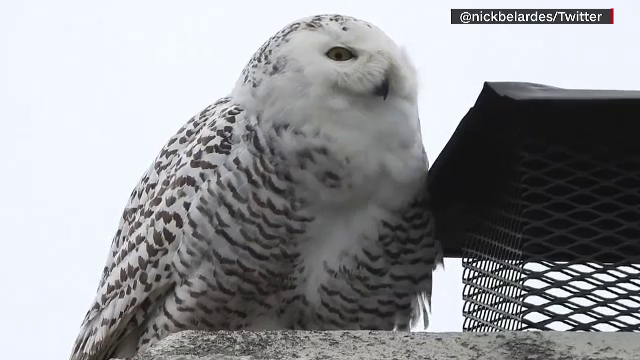 O bufniță polară a devenit vedetă în statul american California. Pasărea rară a intrat în atenția localnicilor