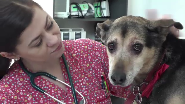 Clipe de coșmar pentru proprietarii de animale, de Revelion. Sute de câini s-au pierdut, iar unii au fost răniți de petarde